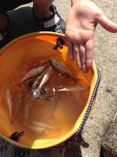 平磯海づり公園　サビキで小イサギ・アジの釣…