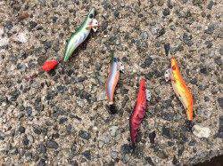 須磨でエギング&落とし込み　魚種多様に釣れました