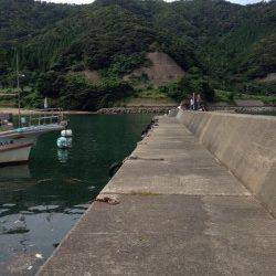 イカ&アジを狙いに小浜へ　サビキでアジが多数釣れました