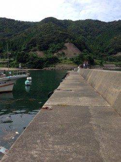 イカ&アジを狙いに小浜へ　サビキでアジが多数釣れました