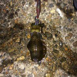 明石港エギングで新子のアオリイカ　マヅメで連発