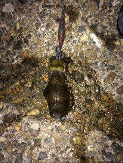 明石港エギングで新子のアオリイカ　マヅメで連発