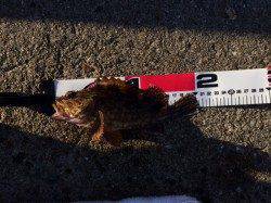 須磨　胴突き仕掛けでアコウ＆ガシラ＆カワハギの美味しい釣果