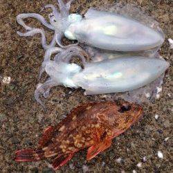 小浜・阿納～犬熊周辺でエギング　昼過ぎにアオリイカ連続2ヒット