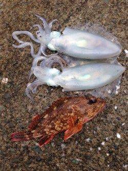 小浜・阿納～犬熊周辺でエギング　昼過ぎにアオリイカ連続2ヒット