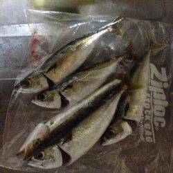 サバにカマスも　舞洲アジング