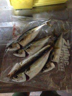 サバにカマスも　舞洲アジング