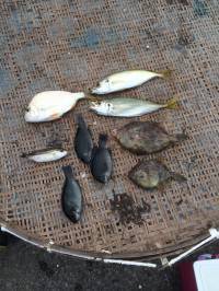マリーナシティ海釣り公園　アジ・へダイ・カ…