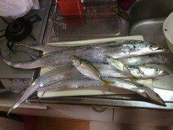 大阪南魚つり園　サビキでアジ&ウキ釣りでタチウオ