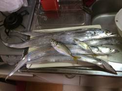 大阪南魚つり園　サビキでアジ&ウキ…