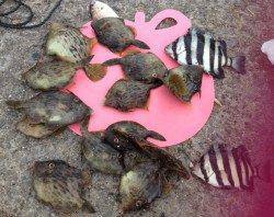 大蔵海岸　探り釣りでカワハギ　餌取りに苦戦しながらキープサイズをゲット