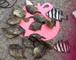 大蔵海岸　探り釣りでカワハギ　餌取りに苦戦…