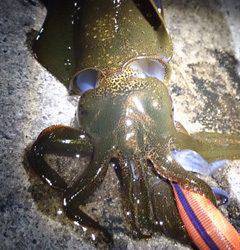 ワインドでワックワクのドギマギ【karakuri氏　連載記事】