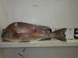 堺漁港　フカセでコロダイ2尾