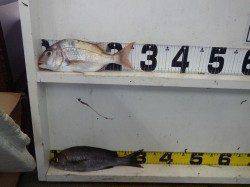 天神崎　カゴ釣りでマダイ・イサギの釣果