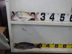 天神崎　カゴ釣りでマダイ・イサギの釣果