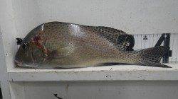 ズボ釣りでコロダイ41.5ｃｍ