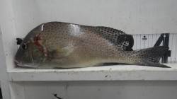 ズボ釣りでコロダイ41.5ｃｍ