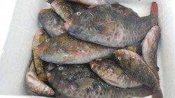 みなべ堺の沖磯　大島にてウキ釣り・ホンダワラでイガミ