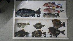 和深地磯　グレ　イサギ　カワハギ等の釣果
