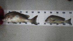 串本　フカセでコロダイ59cm＆42cm