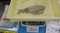 みなべ一本松堤防　早朝エギングでアオリイカ