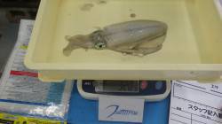 みなべ一本松堤防　早朝エギングでアオリイカ…