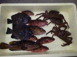 新芳養　ズボ釣りでハタ・ガシラ・磯カニ・イシガキダイ