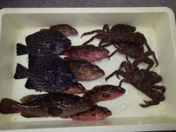 新芳養　ズボ釣りでハタ・ガシラ・磯カニ・イ…