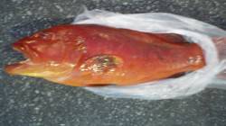 口和深・沖の三ツ石にてツルグエ76cm6.…