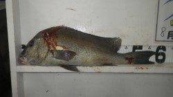 堺漁港でコロダイ58.5cm！