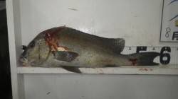 堺漁港でコロダイ58.5cm！