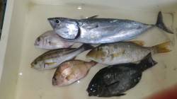 田辺天神崎でカゴ釣り　五目達成！