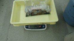 白浜地磯　エギングでアオリイカ450gと730g