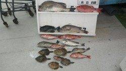 白浜日置　フカセでコロダイ・メンドリ・カワハギなど