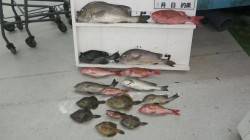 白浜日置　フカセでコロダイ・メンドリ・カワ…