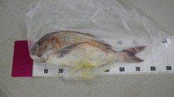 串本大島のカセ　大エビをエサにフカセ釣りで大型マダイ