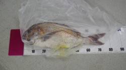 串本大島のカセ　大エビをエサにフカセ釣りで…