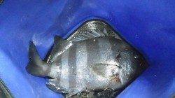 白浜地磯にて石鯛、シラガウニの芯でHIT！