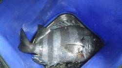 白浜地磯にて石鯛、シラガウニの芯でHIT！…