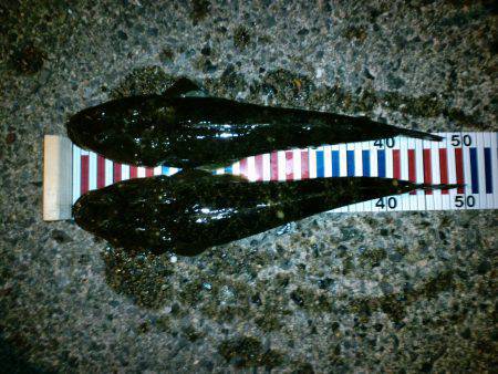 夕日港フラットフィッシュ狙い　マゴチ50㎝…