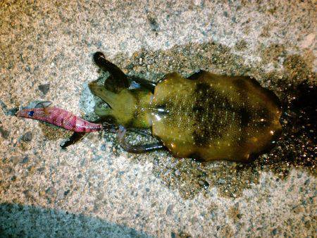 夕日港　ナイスサイズのアコウGET　新子の…