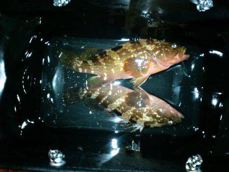 綺麗な月を見ながらナイスサイズのアコウGE…