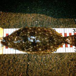 砂方　フラットフィッシュ狙いでヒラメ・ガシ…