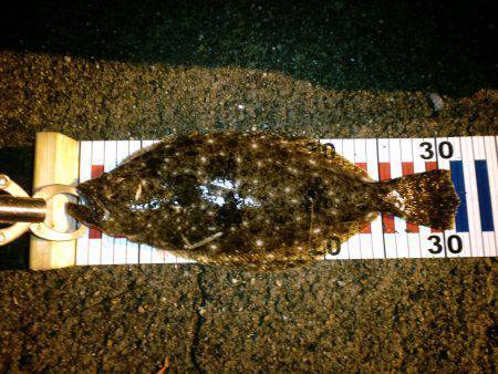 砂方　フラットフィッシュ狙いでヒラメ・ガシ…