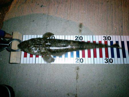 マゴチ&アオリイカ狙いで伊根へ　