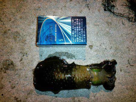 柴山港　マゴチ狙い釣行も不発　エギングに変…