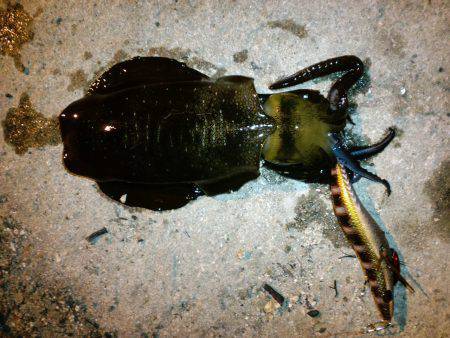 短時間で連続GET！HITルアーは墨族新色…