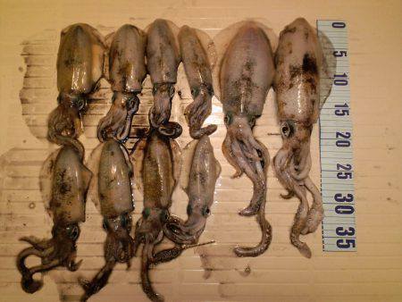 竹野港　夜のアオリイカ狙いはアタリ集中の時…