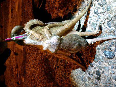 夕日港　自作のタコルアーでタコ狙い　